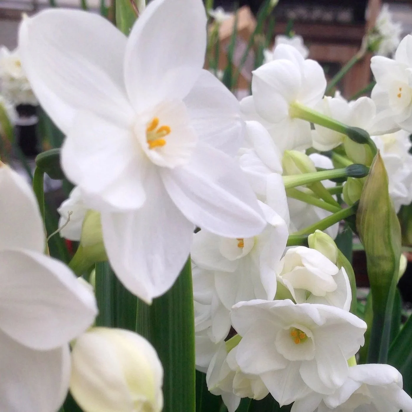 Blooms+up+close.jpg