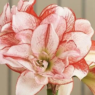 Striped Amadeus - WFF.jpeg