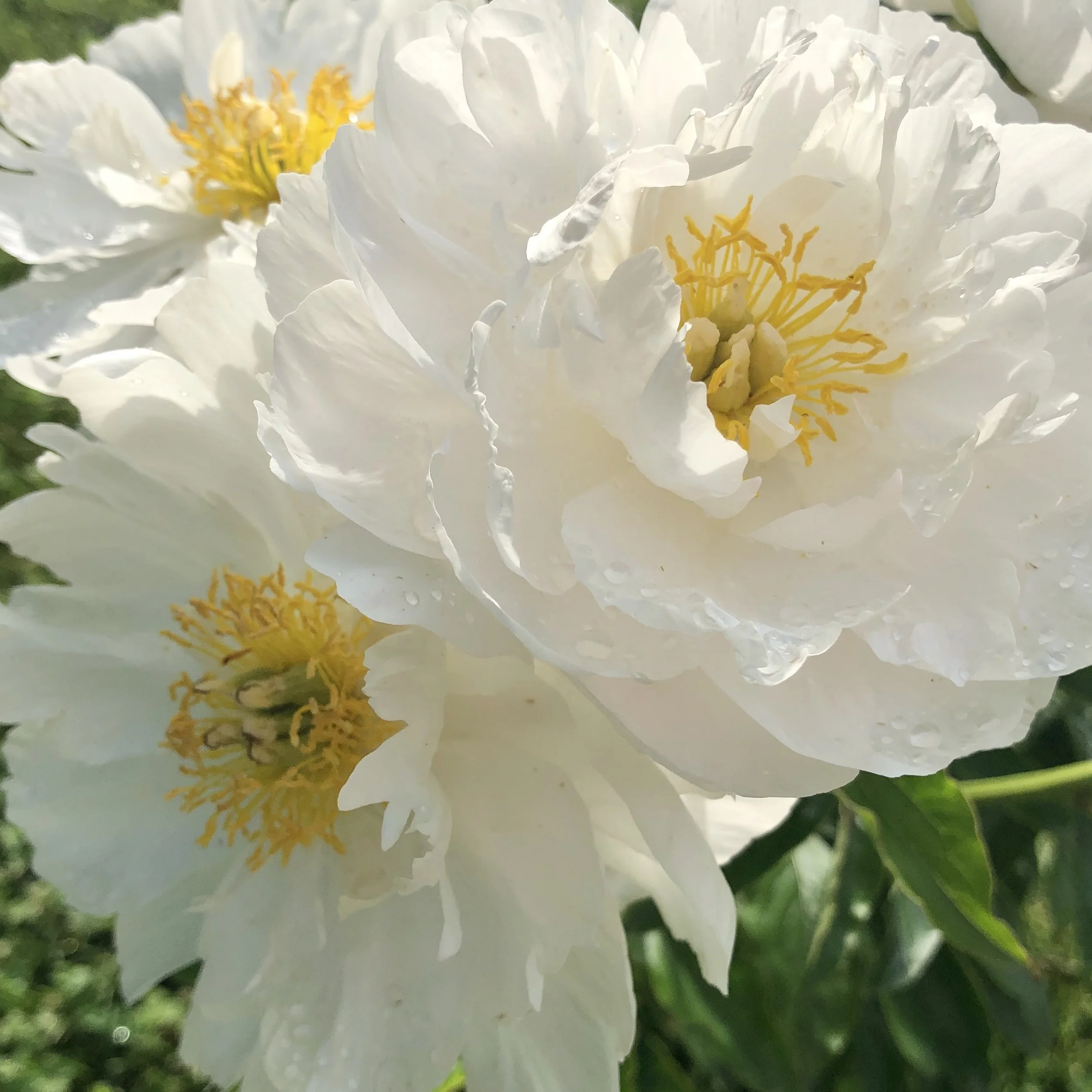 IMG_0799.jpeg