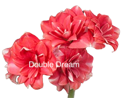 Double Dream - ours copy.png