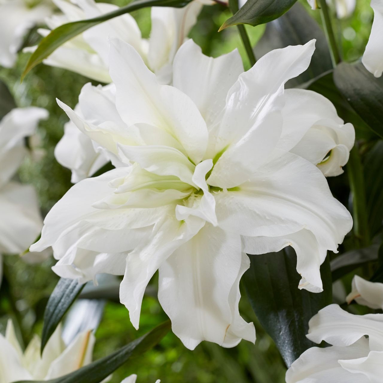 Roselily Ramona.jpg