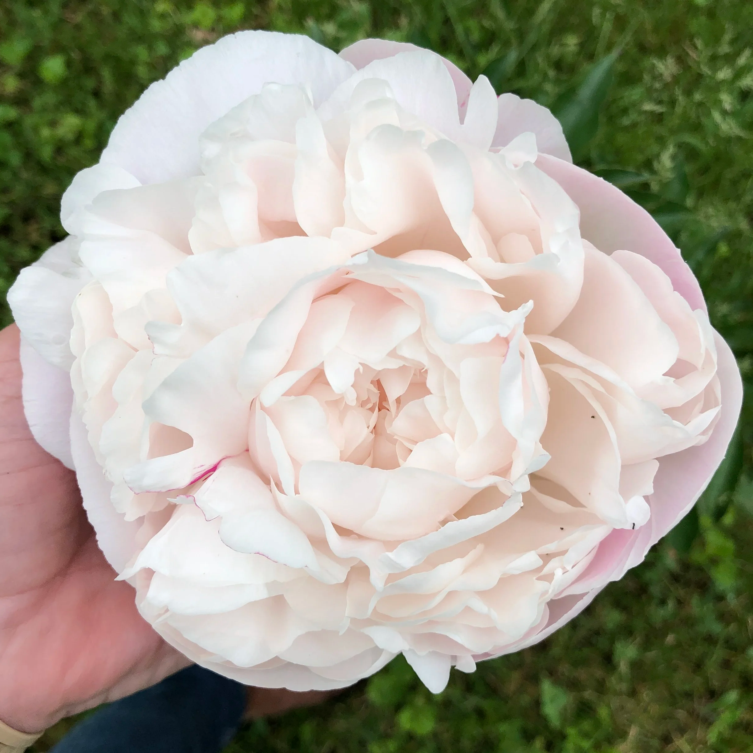 Gardenia+-+ours.png
