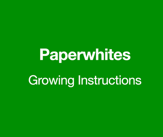 Paperwhites Growing Instructions