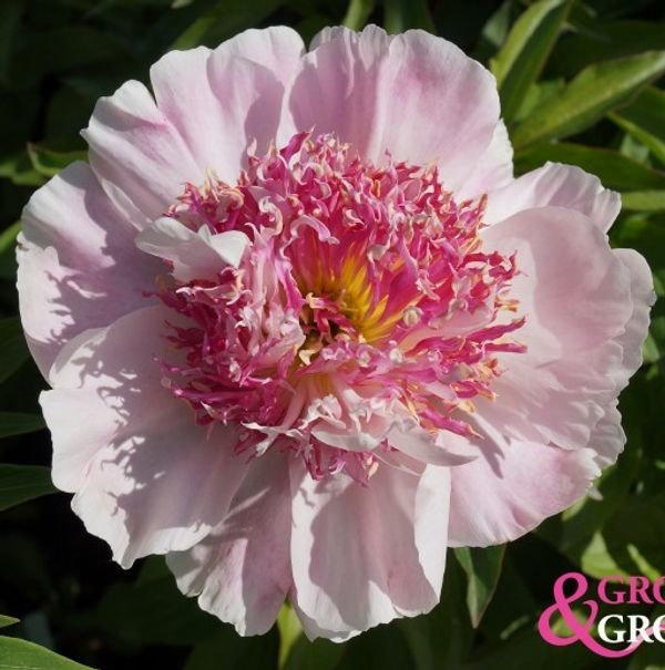 'Do Tell' (Japanese Anemone)