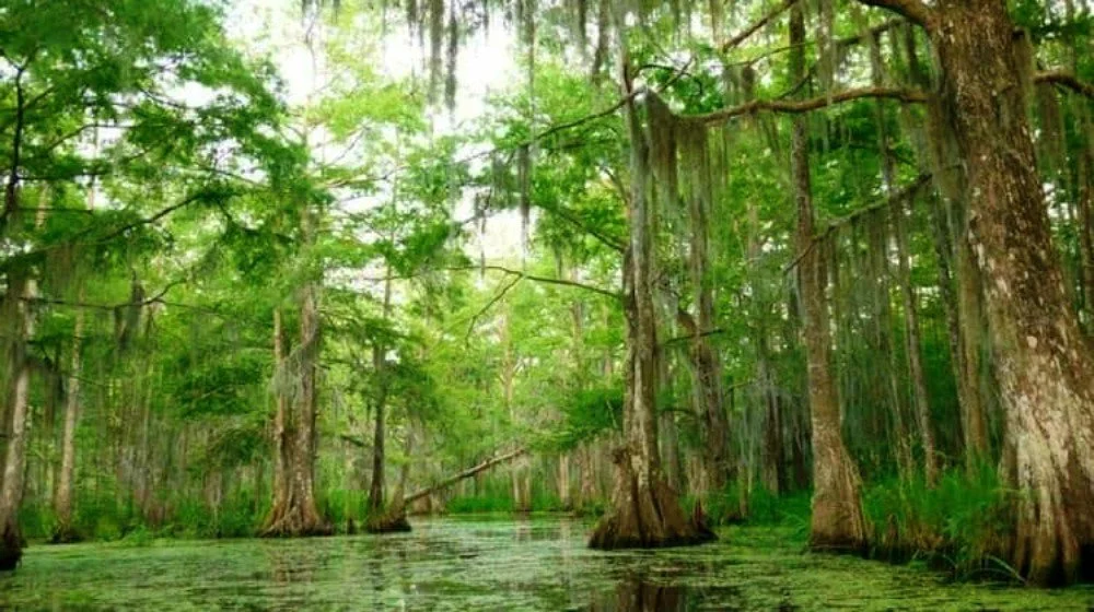 The Swamp