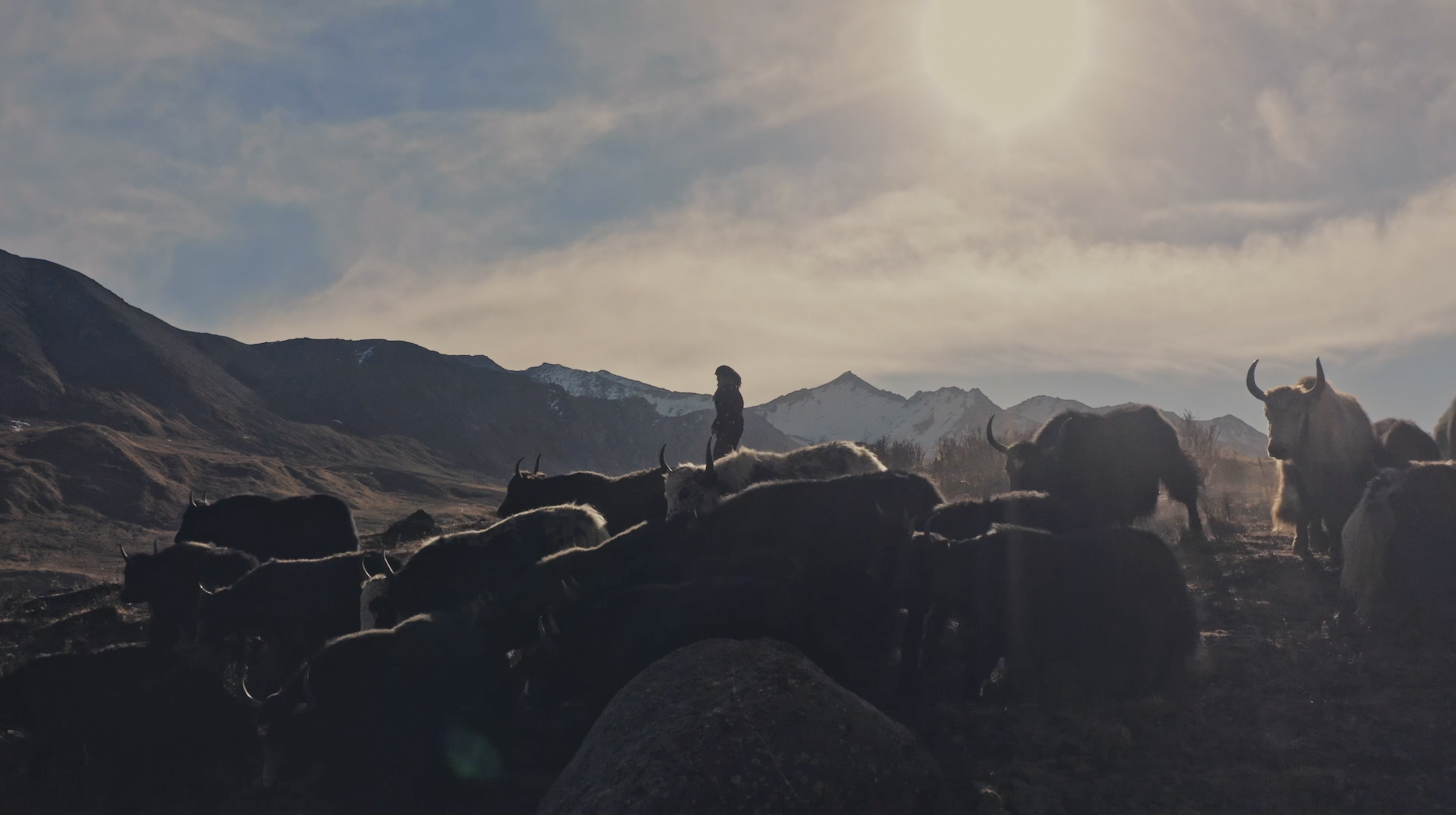 Shokay | China & Tibet