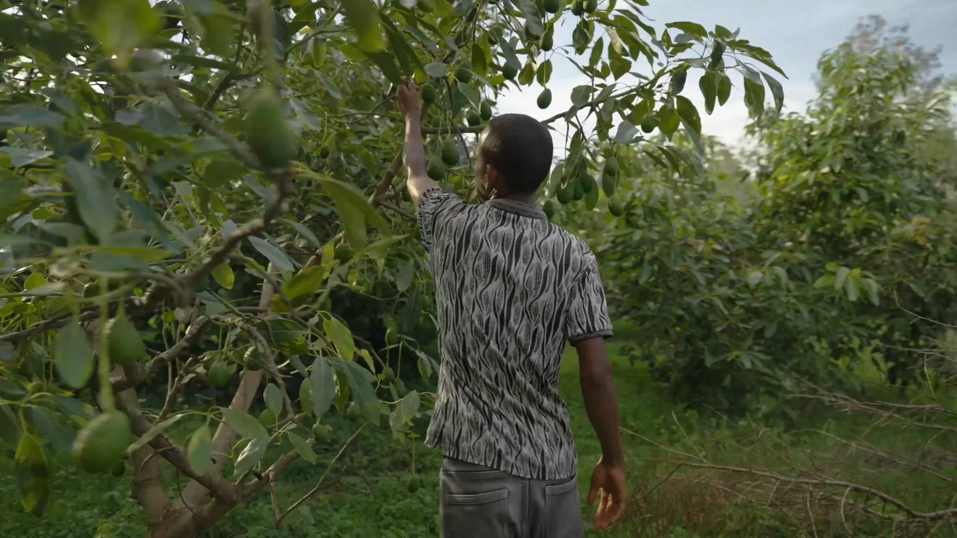 CBI Avocados still 10.jpeg