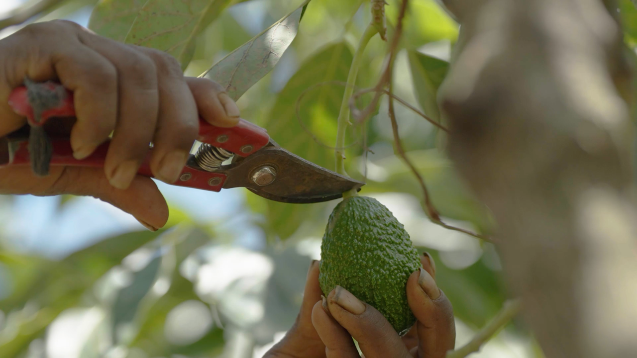 Fairtrade avocados | Ethiopia