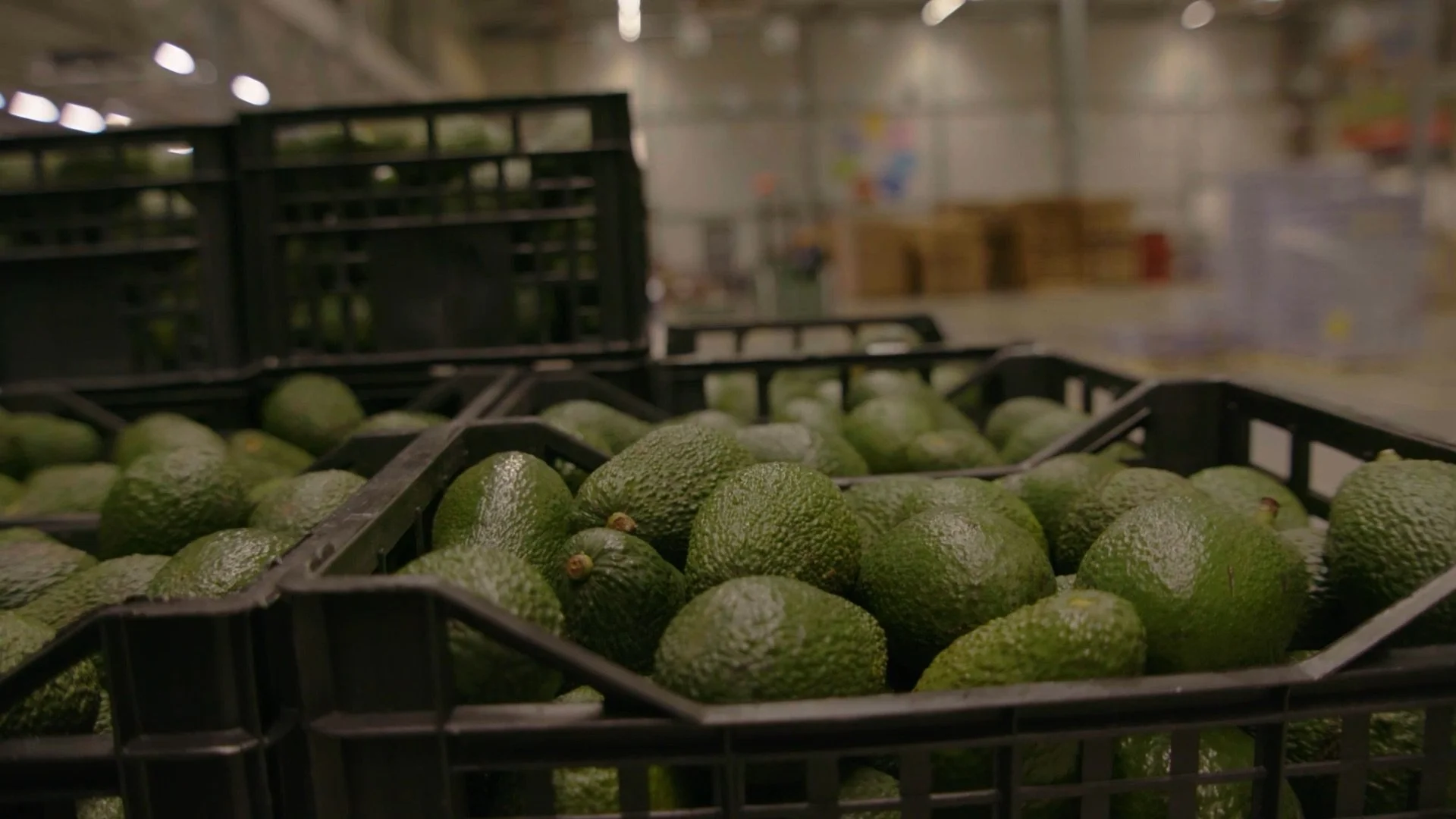 CBI Avocados still 19.jpeg