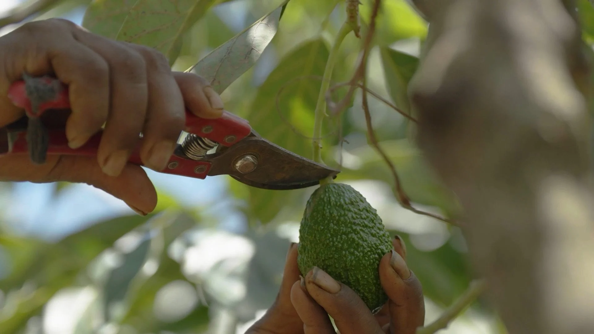 CBI Avocados still 1.jpeg