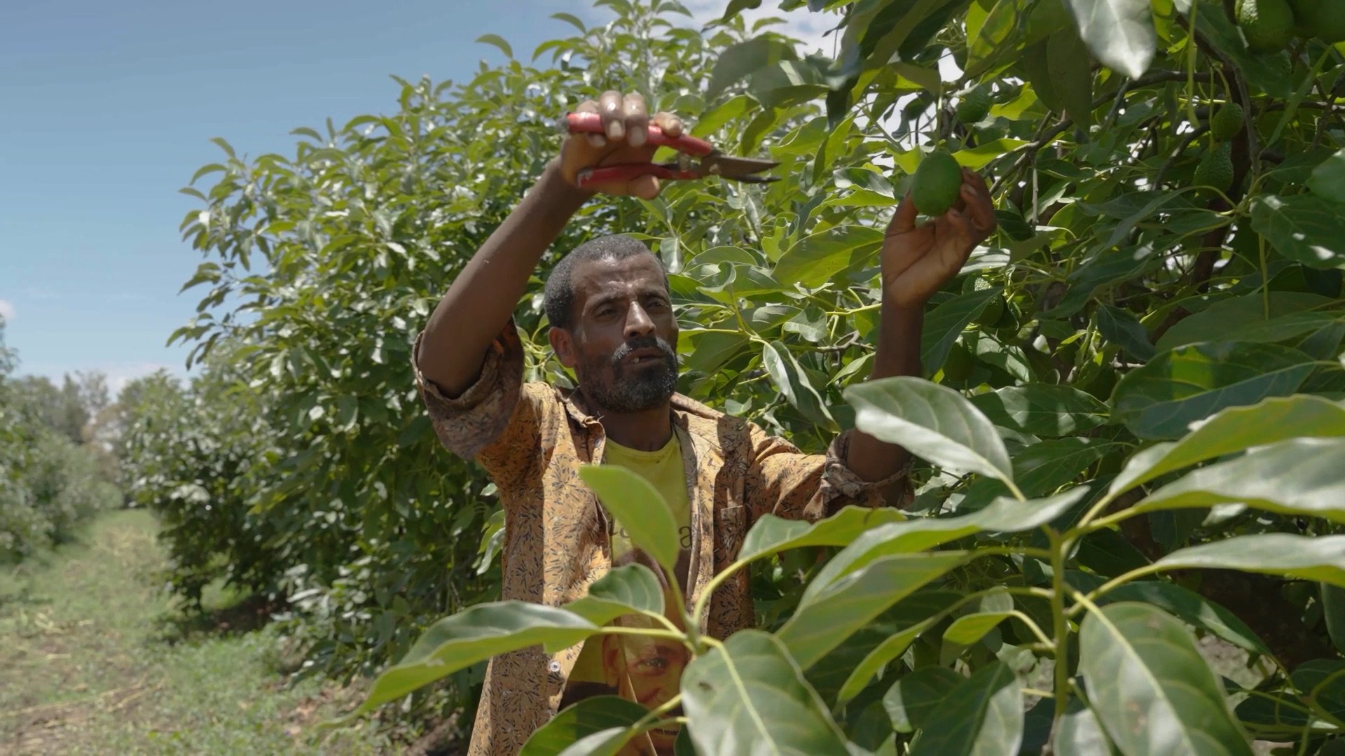 CBI Avocados still 25.jpeg