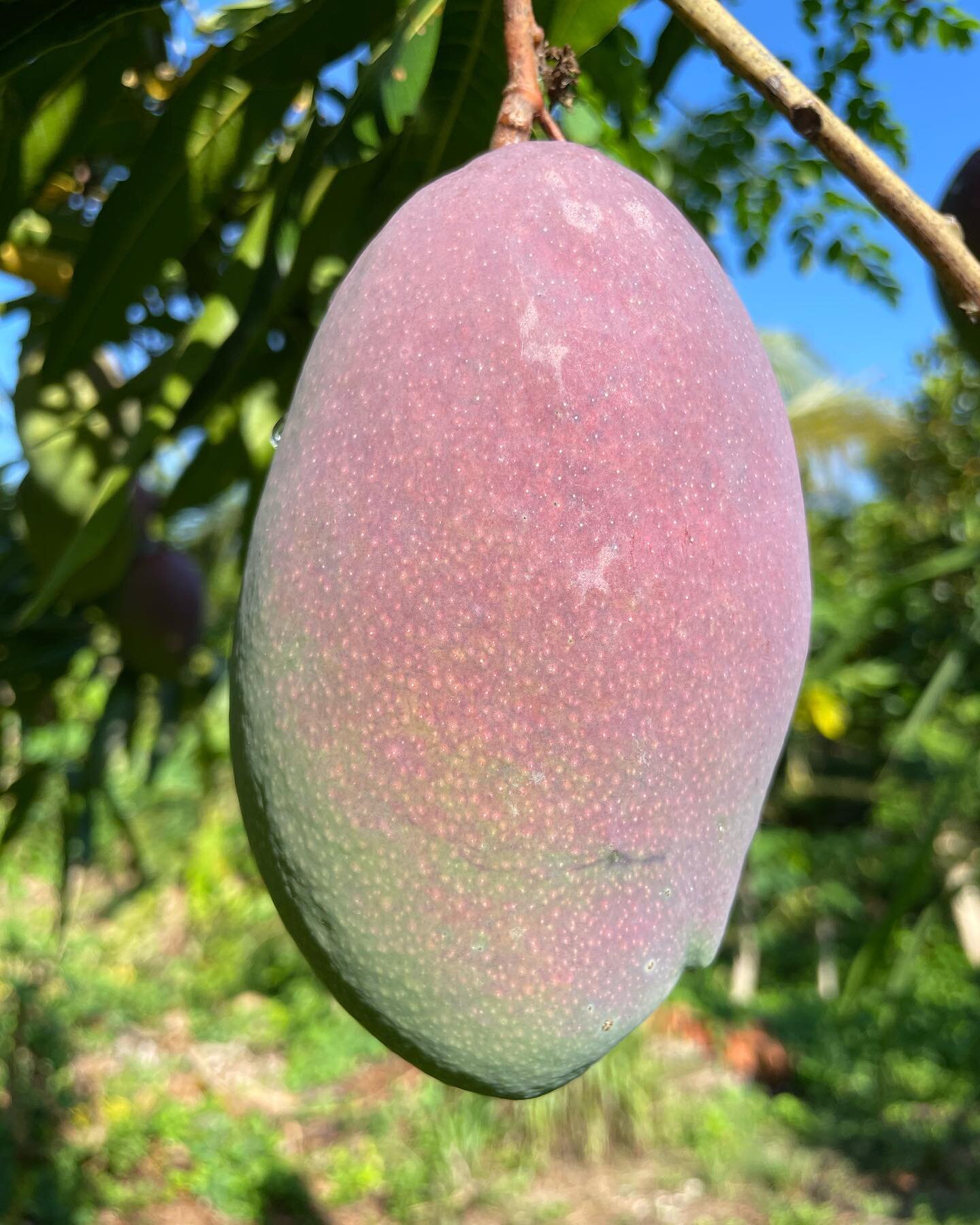 Mango 🥭 season is right around the corner! 🤤 if you like to try our selection of tropical fruit this summer you can check out our ELFS program to receive a box of fruit and fruit eggs every 2 or 4 weeks throughout the summer - link in bio 🙏