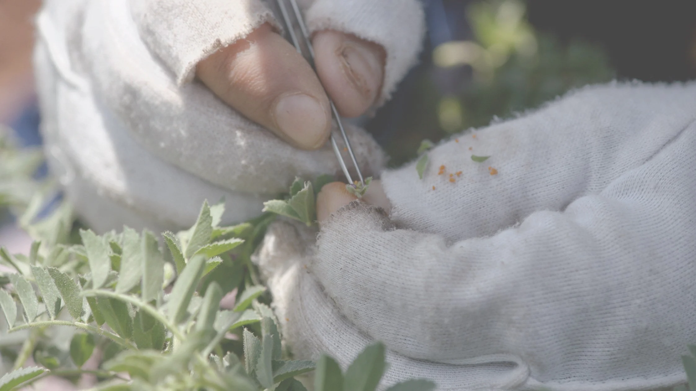 FILM: Wild Relatives