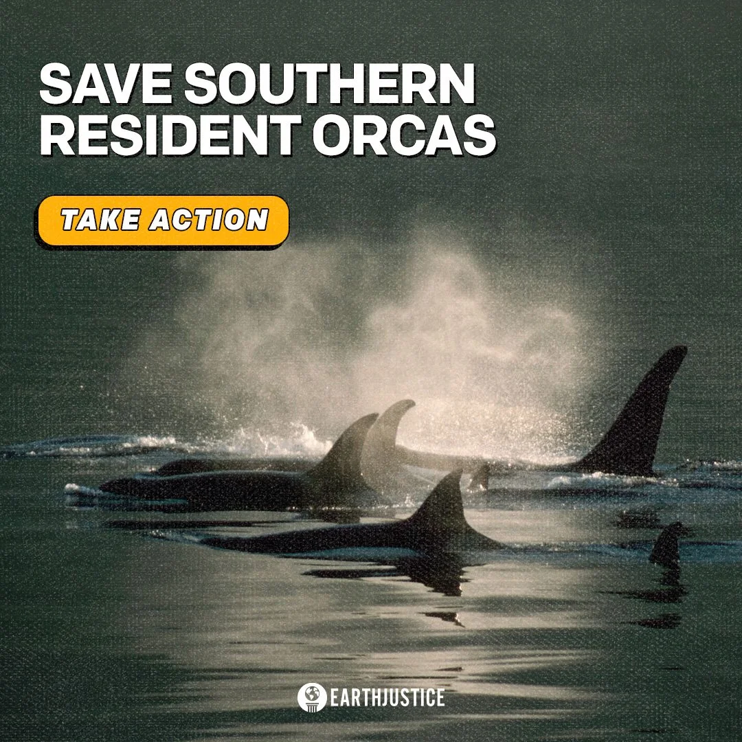 snake river - photo background 2.jpg