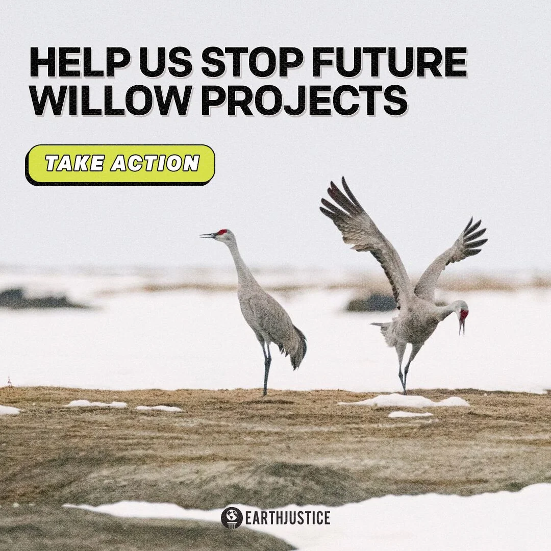 willow - photo background 2.jpg