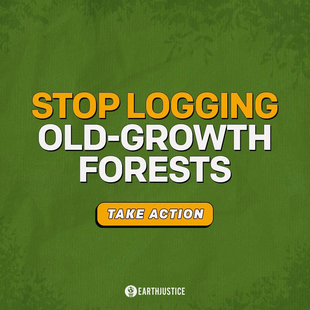 forests - statement on a plain background 4.jpg