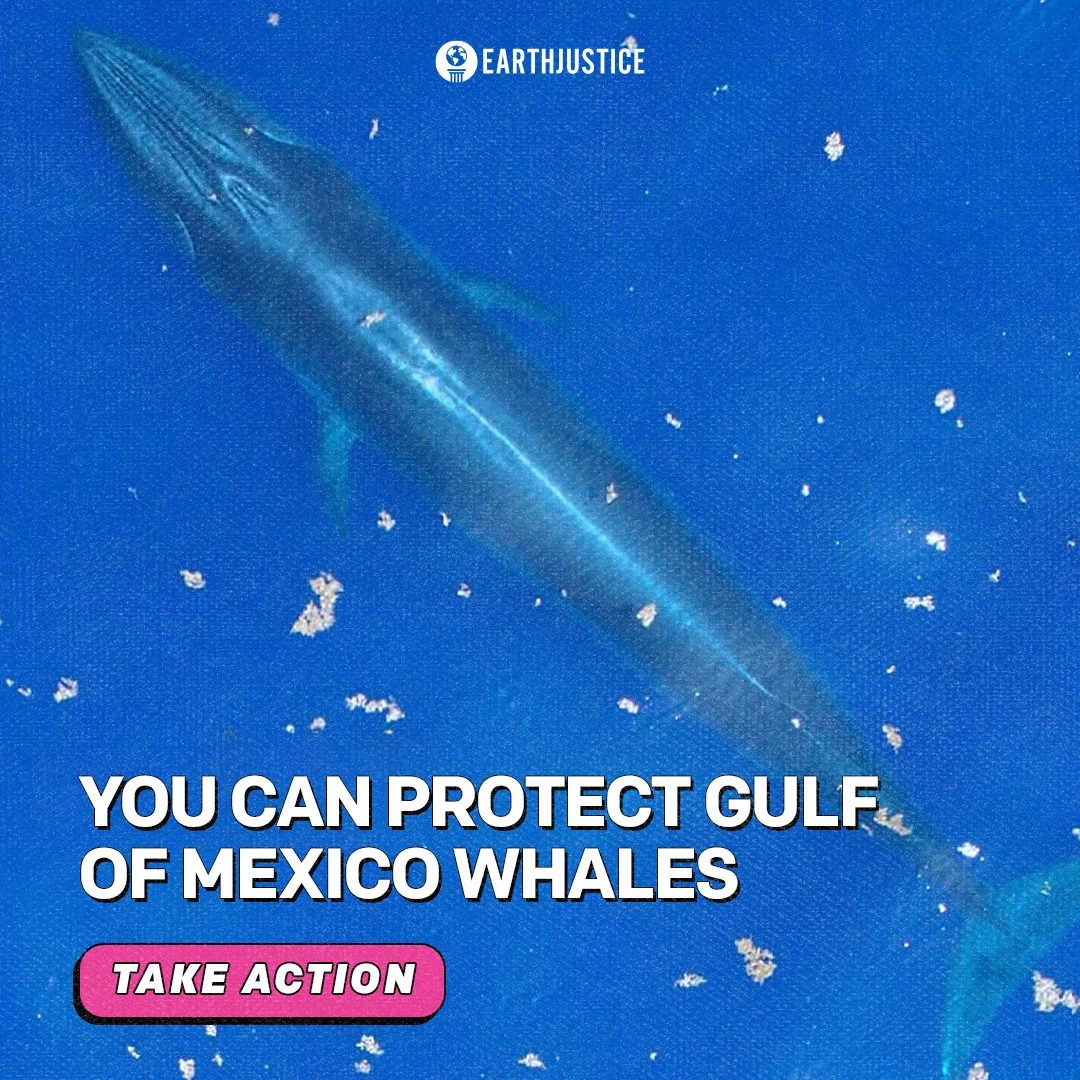 whales - photo background 1.jpg