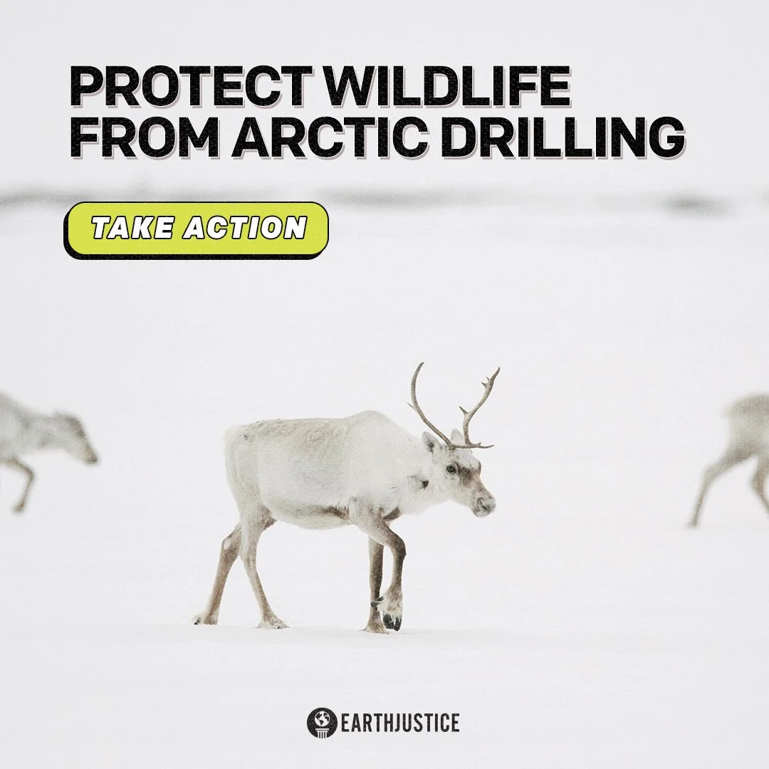 artic - photo background 2.jpg