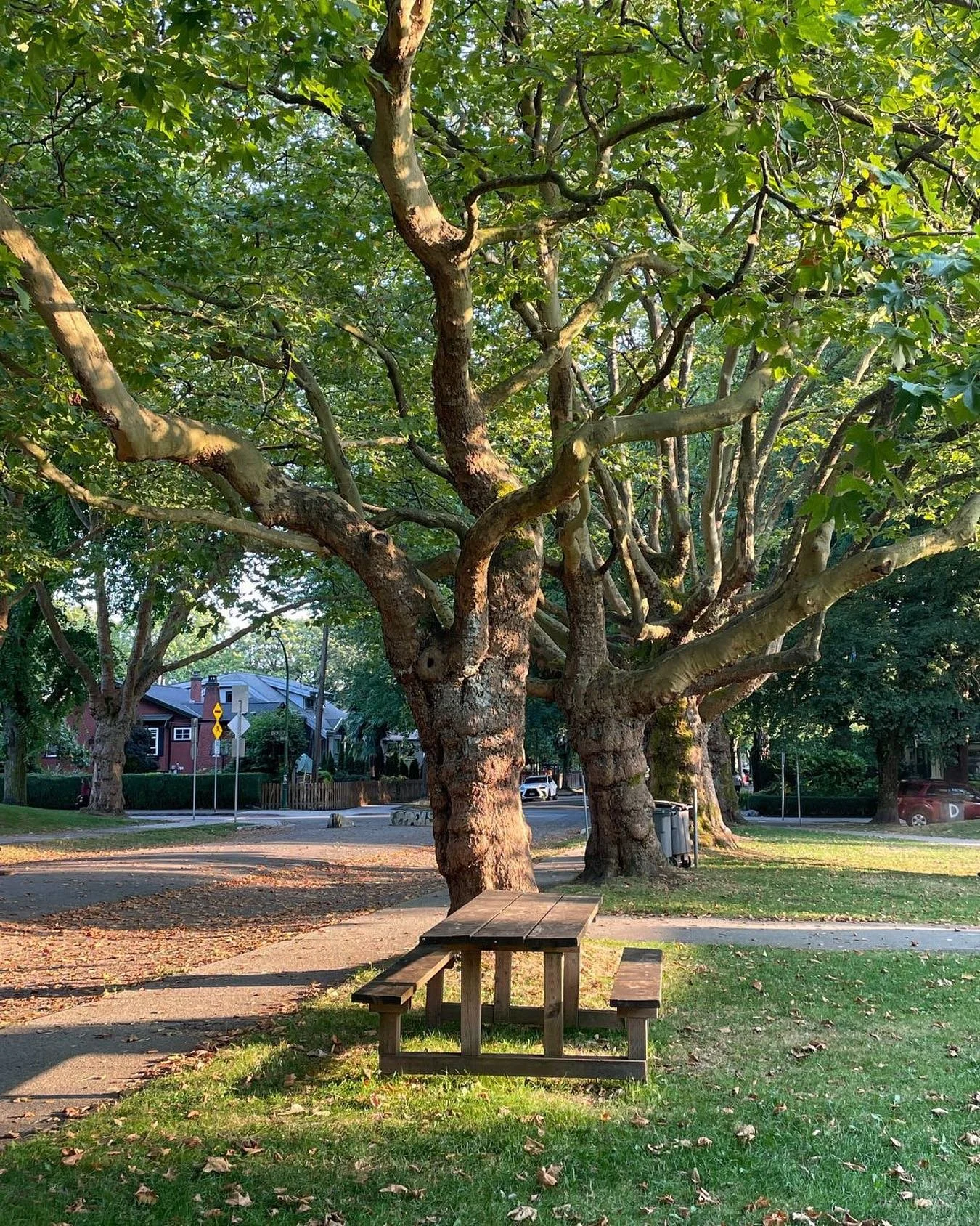 Found the perfect spot to enjoy a Brewing August beer the other day…
Grab a four pack for the weekend & enjoy the weather while it’s here 🍻
#VanCraftBeer #KitsilanoCraftBrews #VancouverCraftBeer #CraftBeerYVR #VancouverBrewery #Cr