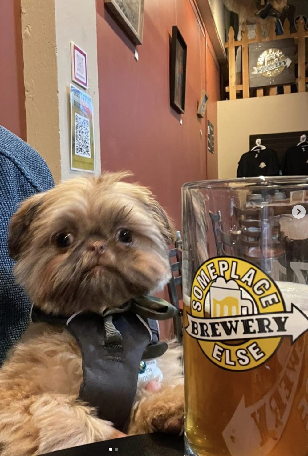 Arvada’s Best DogFriendly Patios — Visit Arvada