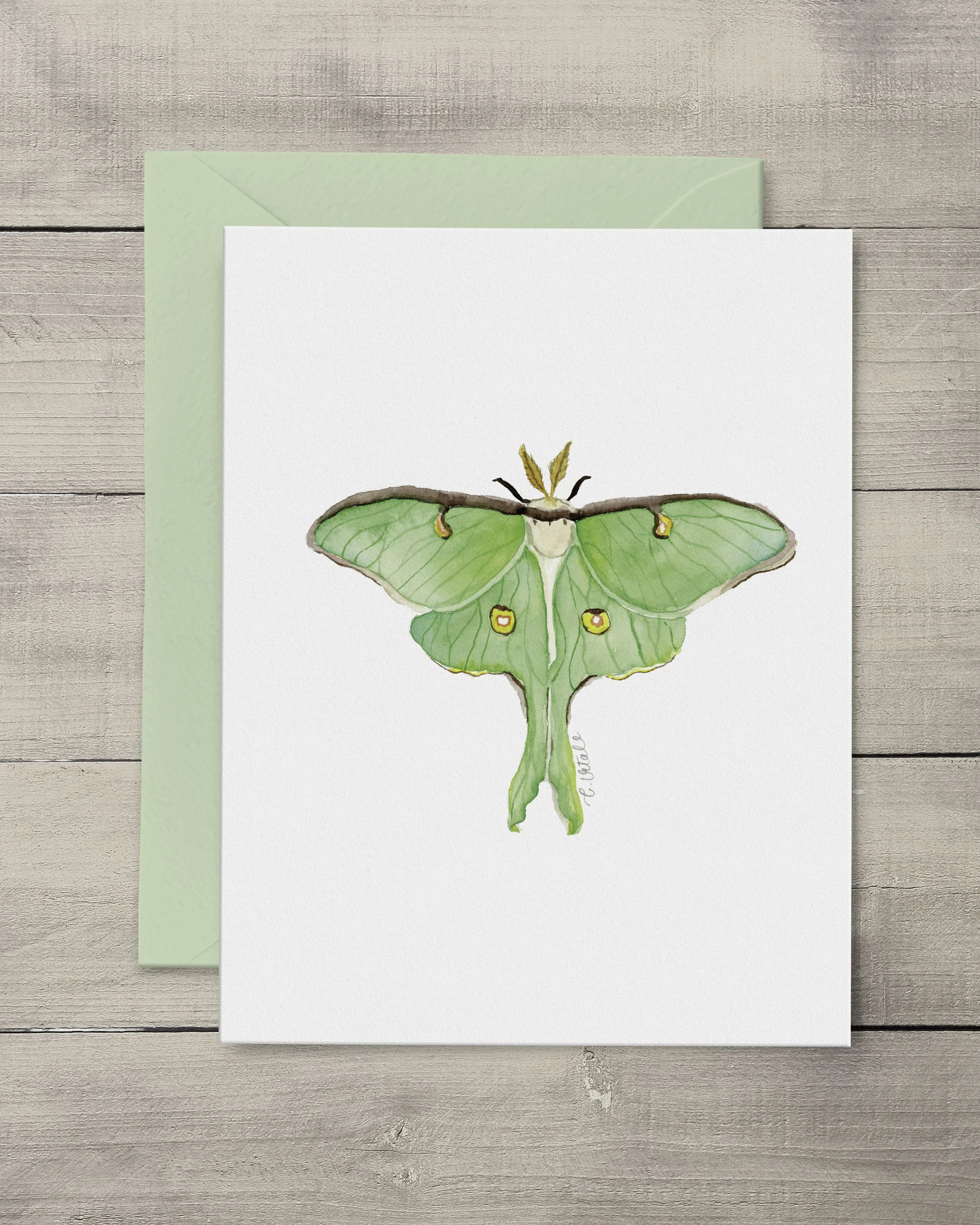 Luna Moth Note Cards
