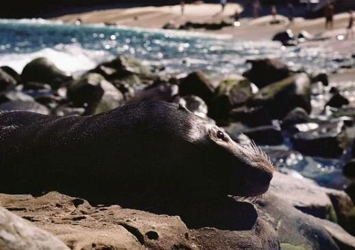 seal 2.JPG