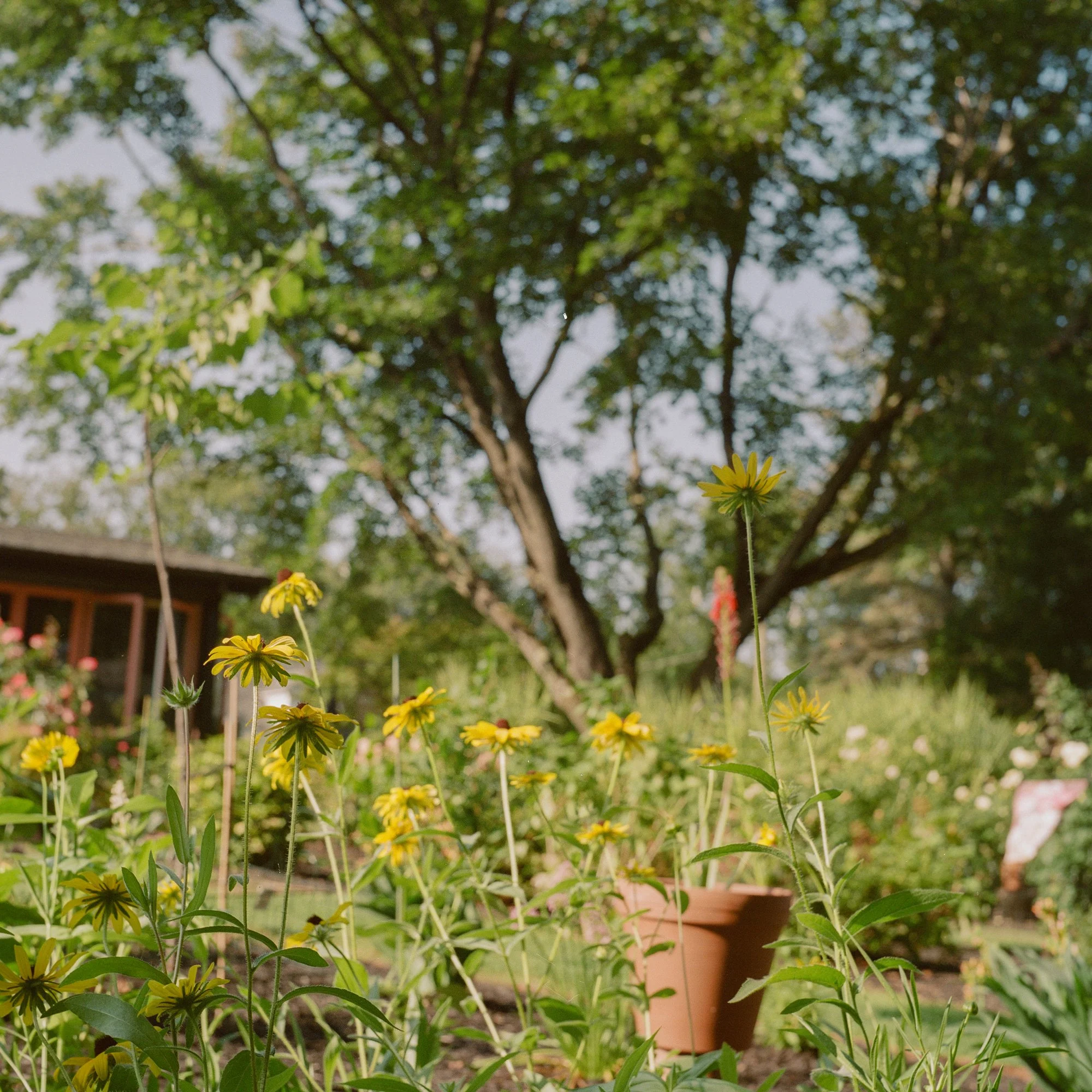 flowers-3.jpg