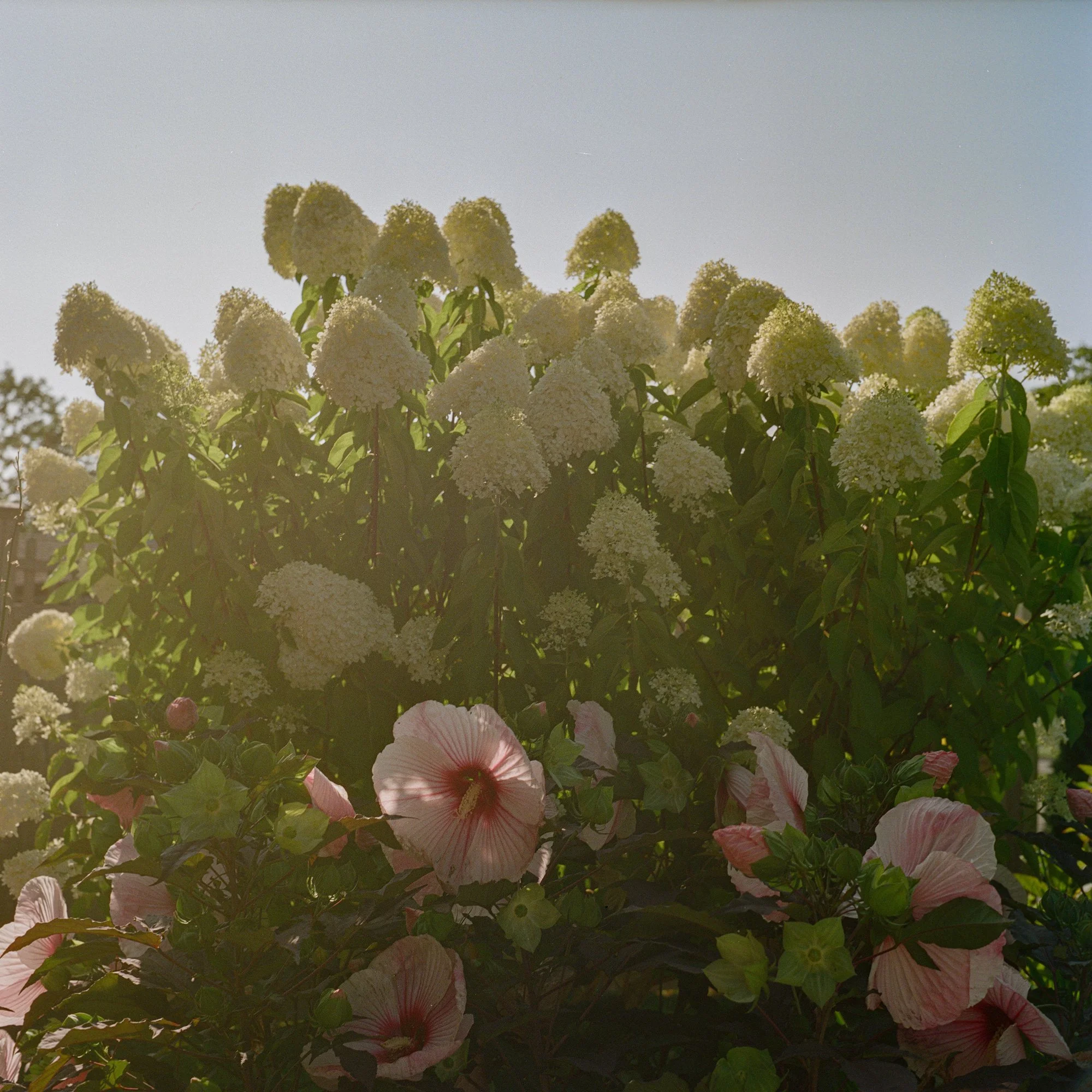 flowers-2.jpg
