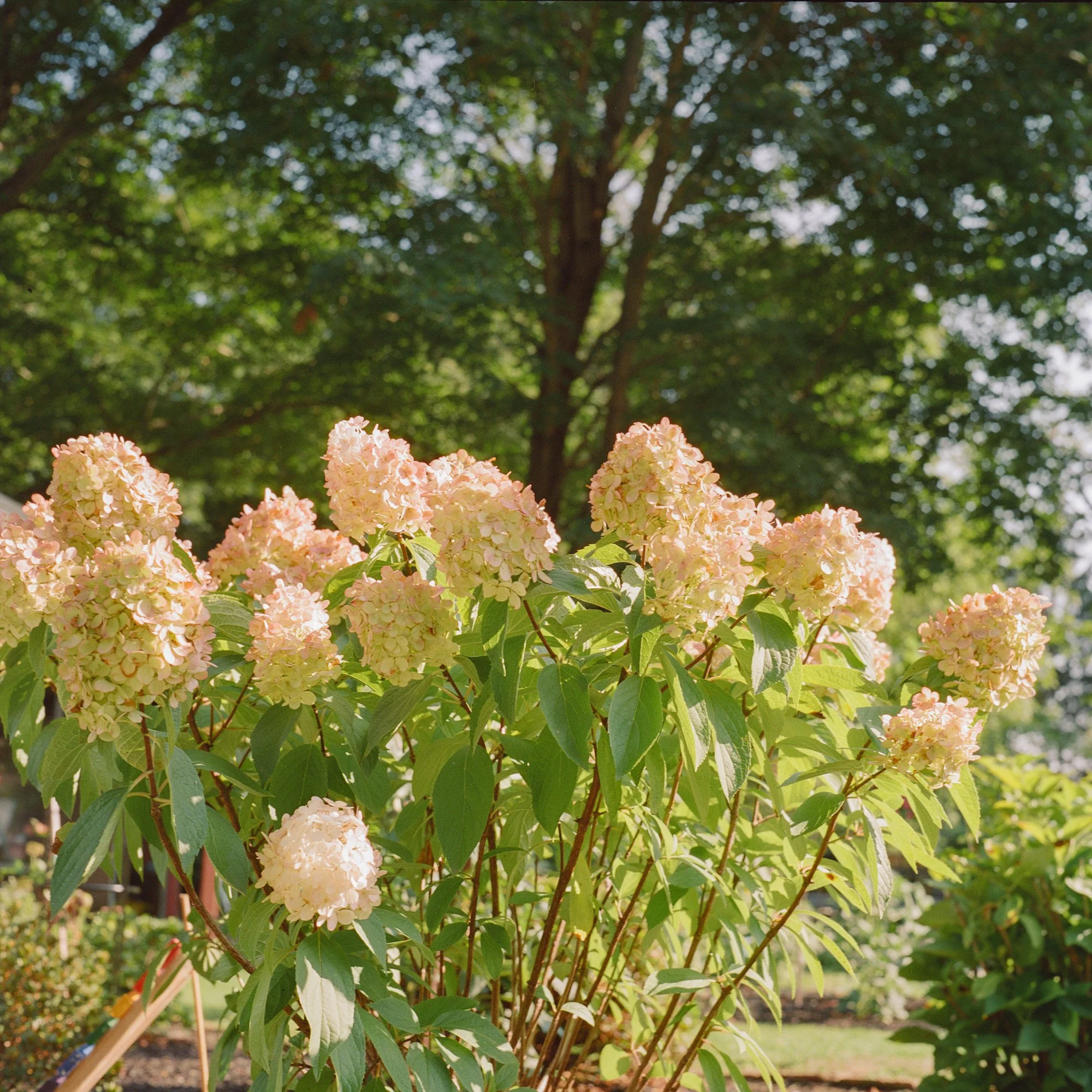 flowers-1.jpg