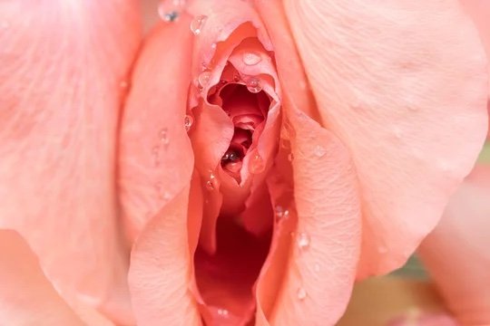 360_F_404212612_3hFqcK4FYcqLGINtvPMpaPPvi16ss4hl.jpeg