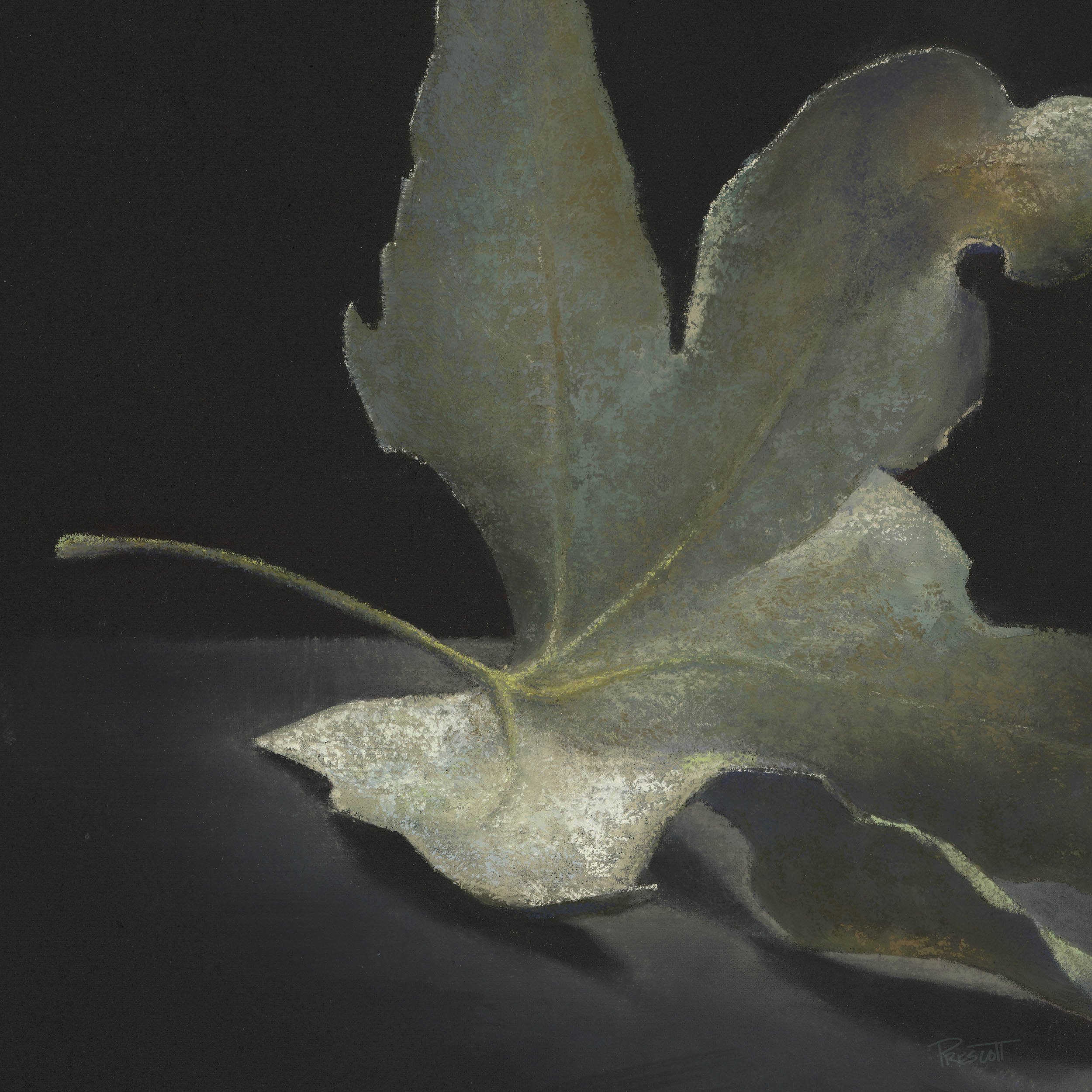 Sycamore Leaf Study