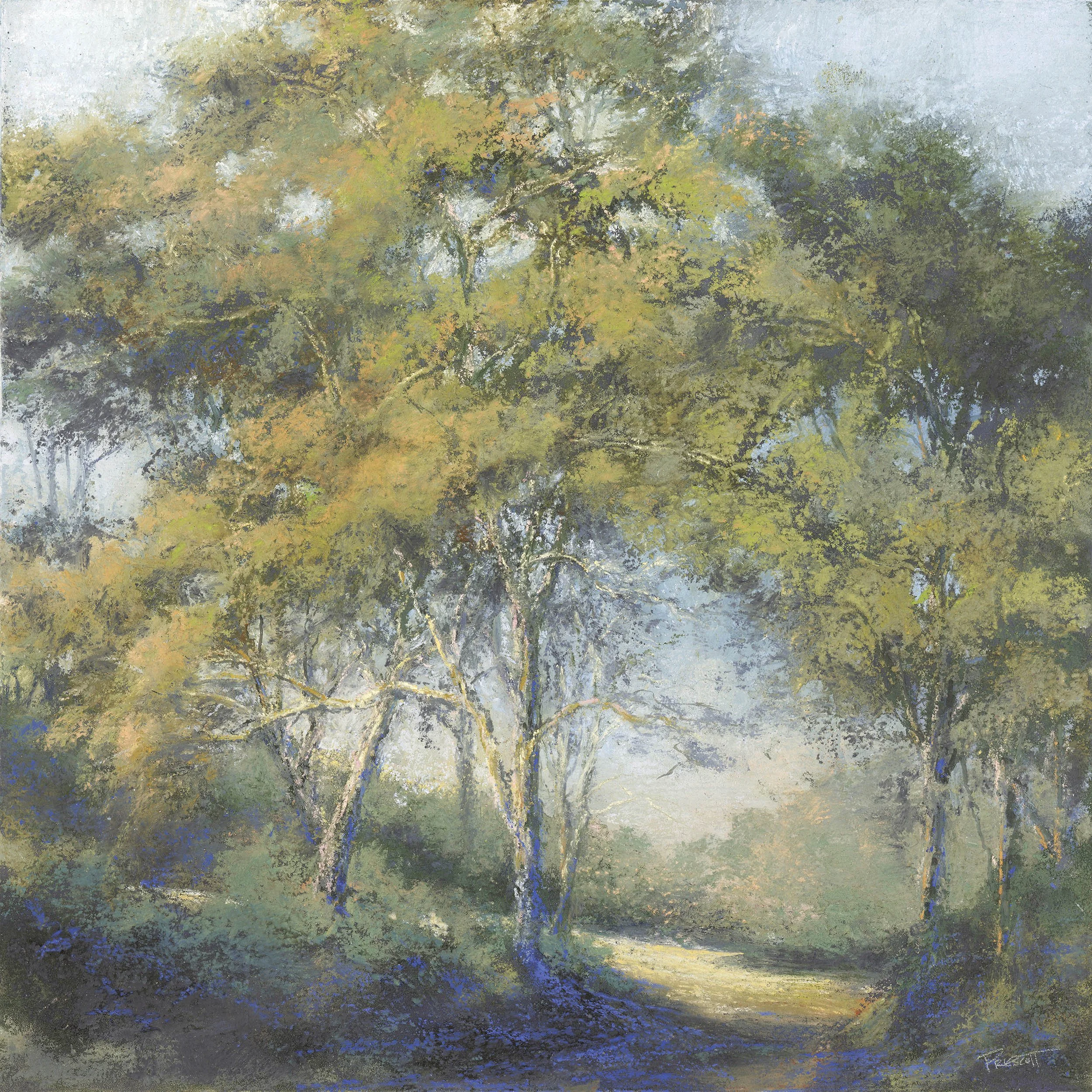 Shade on a Summer Path