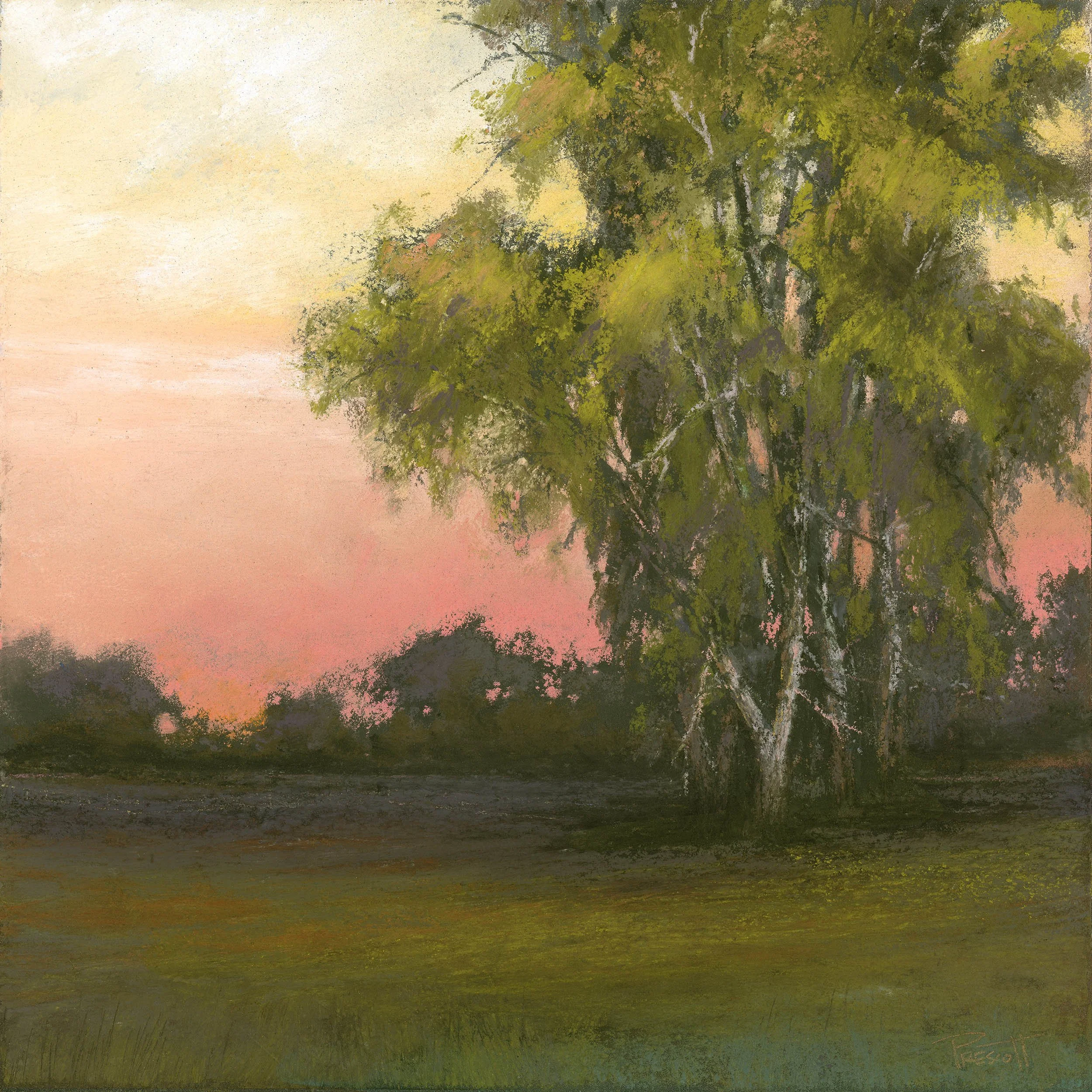 Salmon sky and Eucalyptus