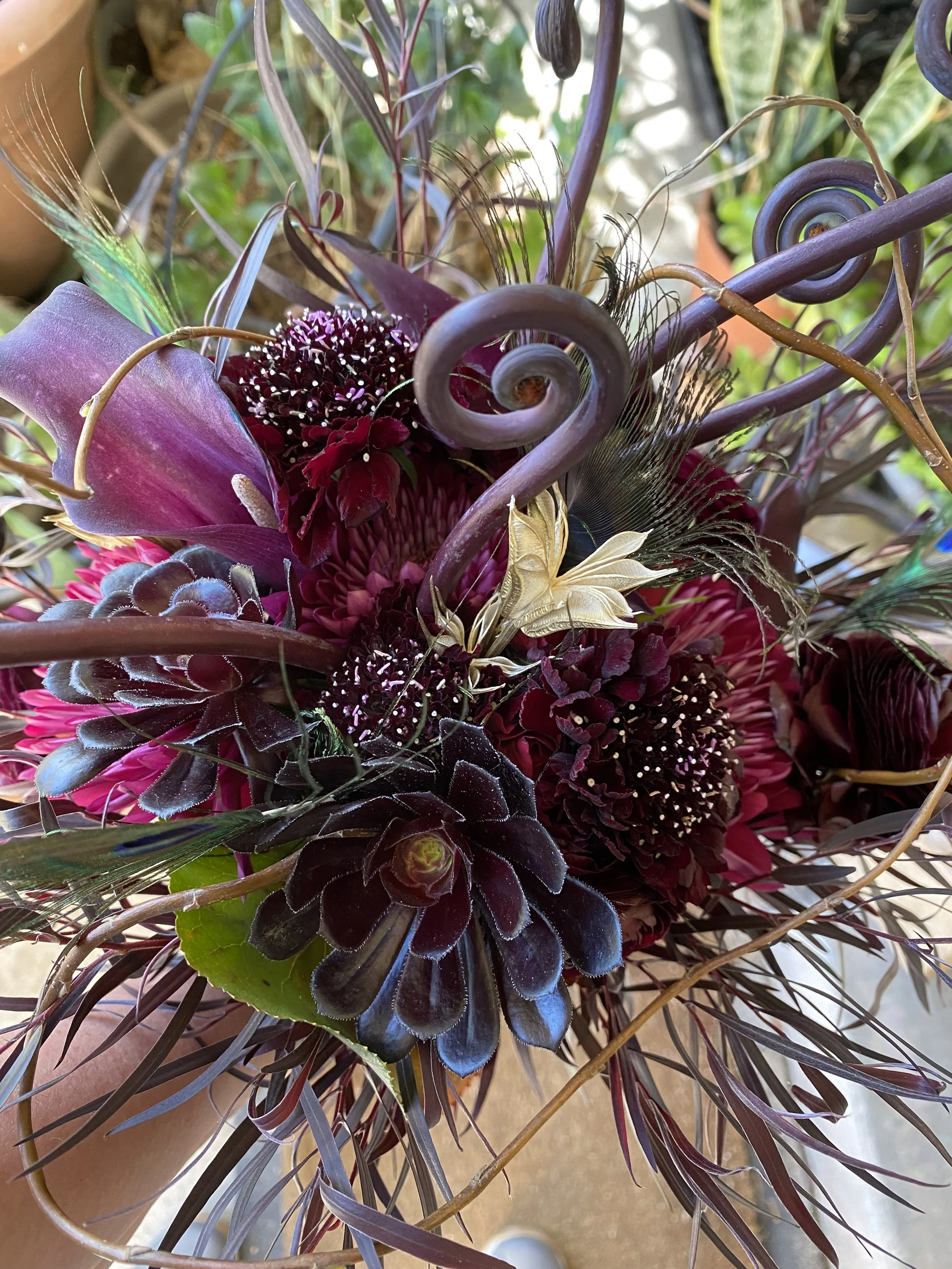 Succulent Sirens