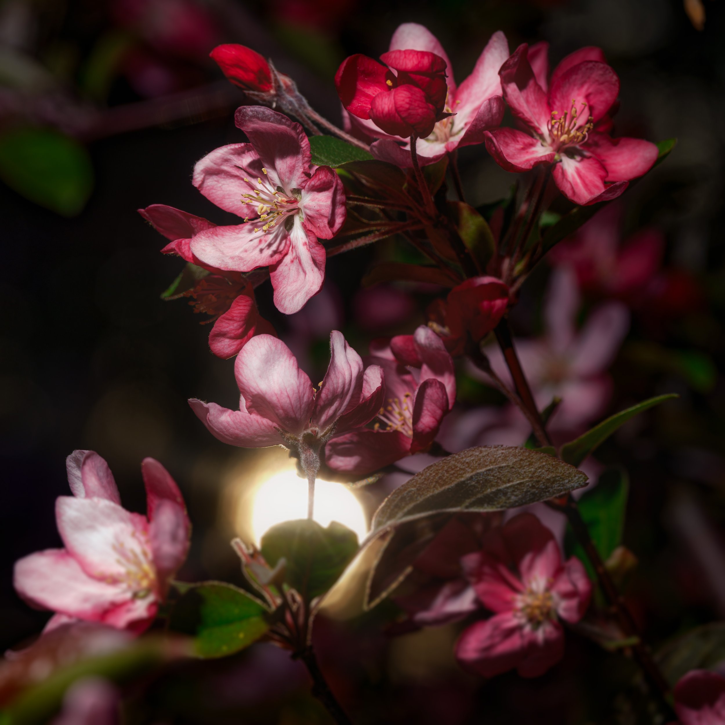 FLASH_FLOWER_13_v2_043025_ (1 of 1).jpg