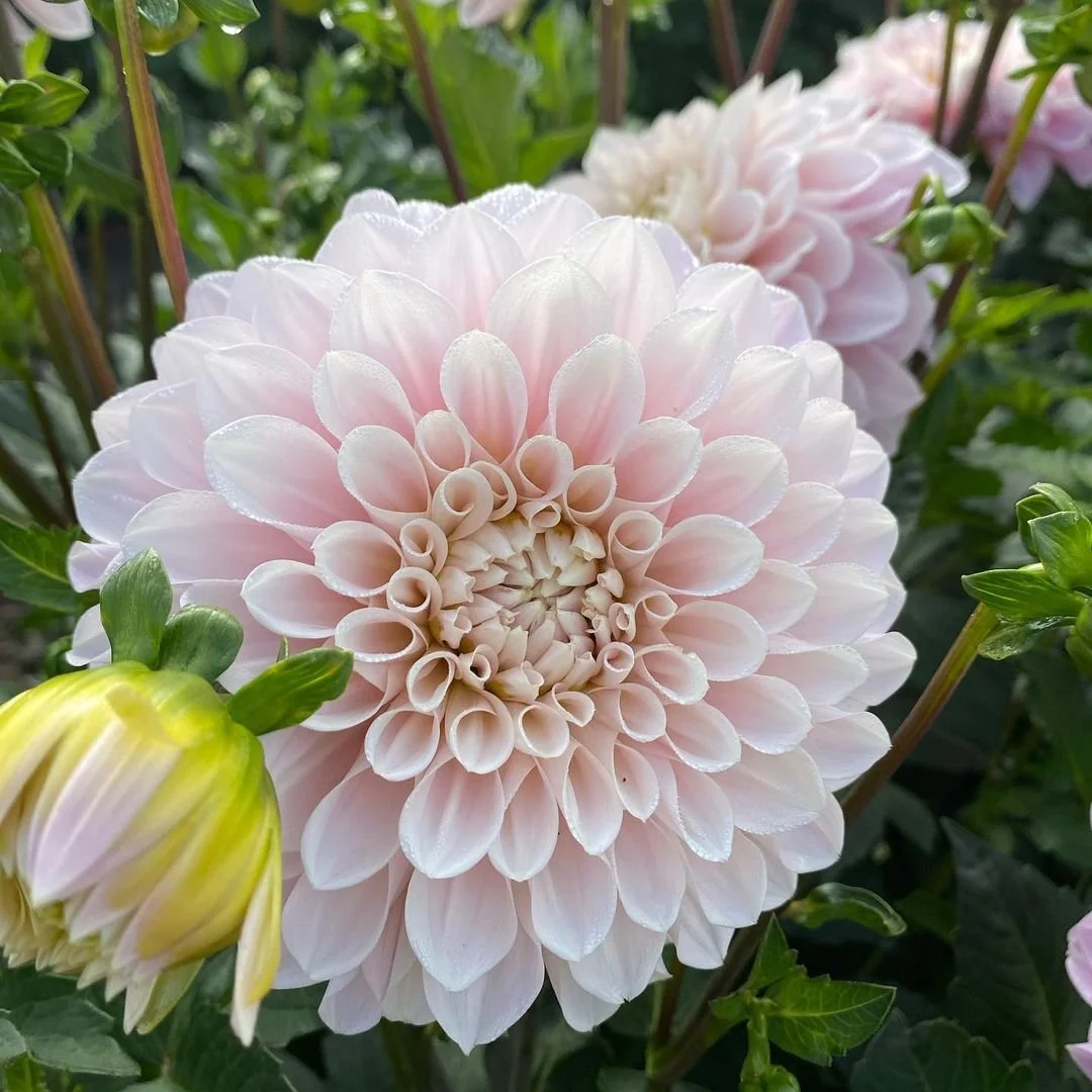 Sweet Nathalie Dahlia Tuber Canada Grown in Deep River, ON — re