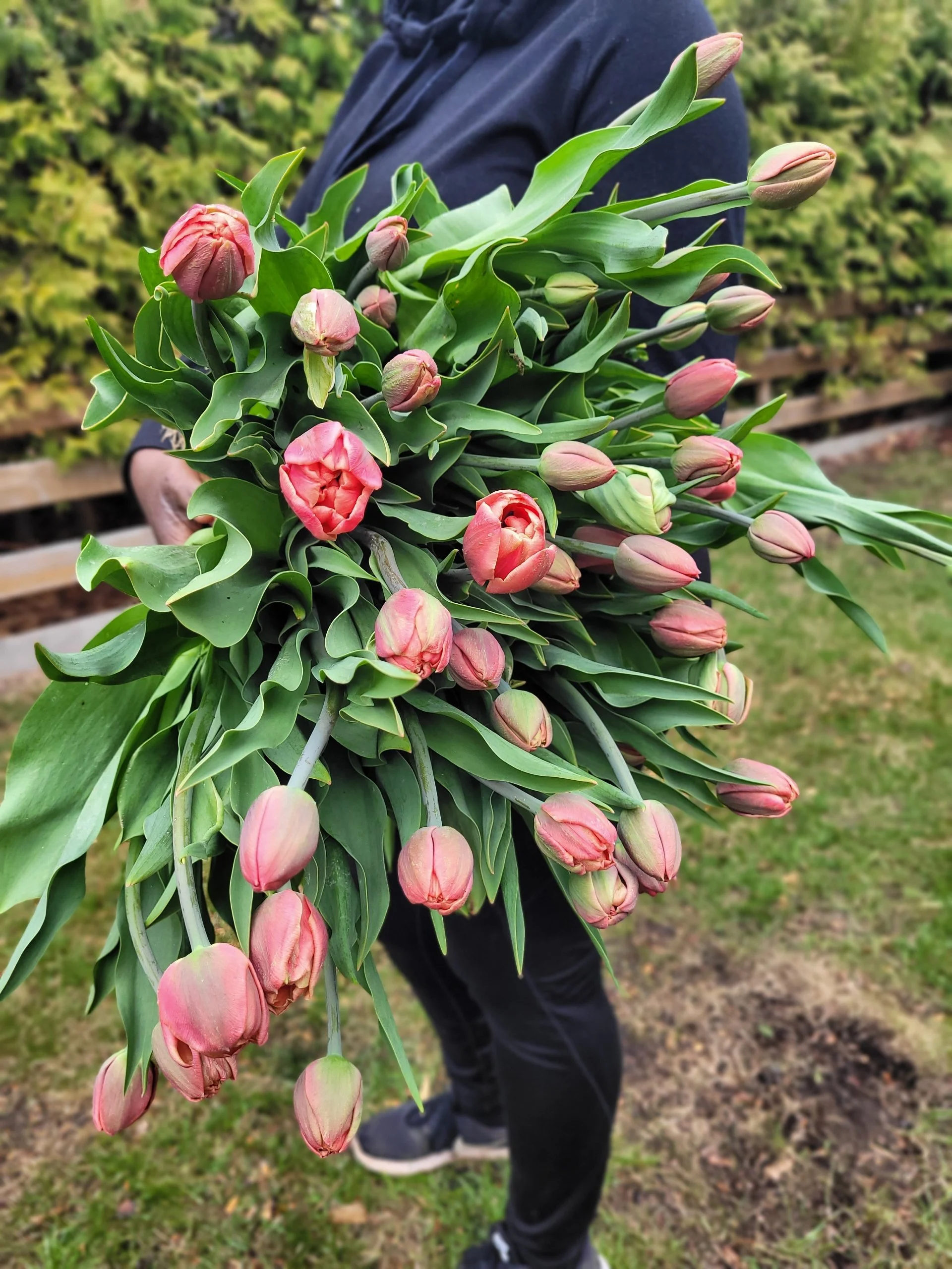 DoublePeony Tulip Copper Image Bulbs Canadian Bulb Shop re.Planted