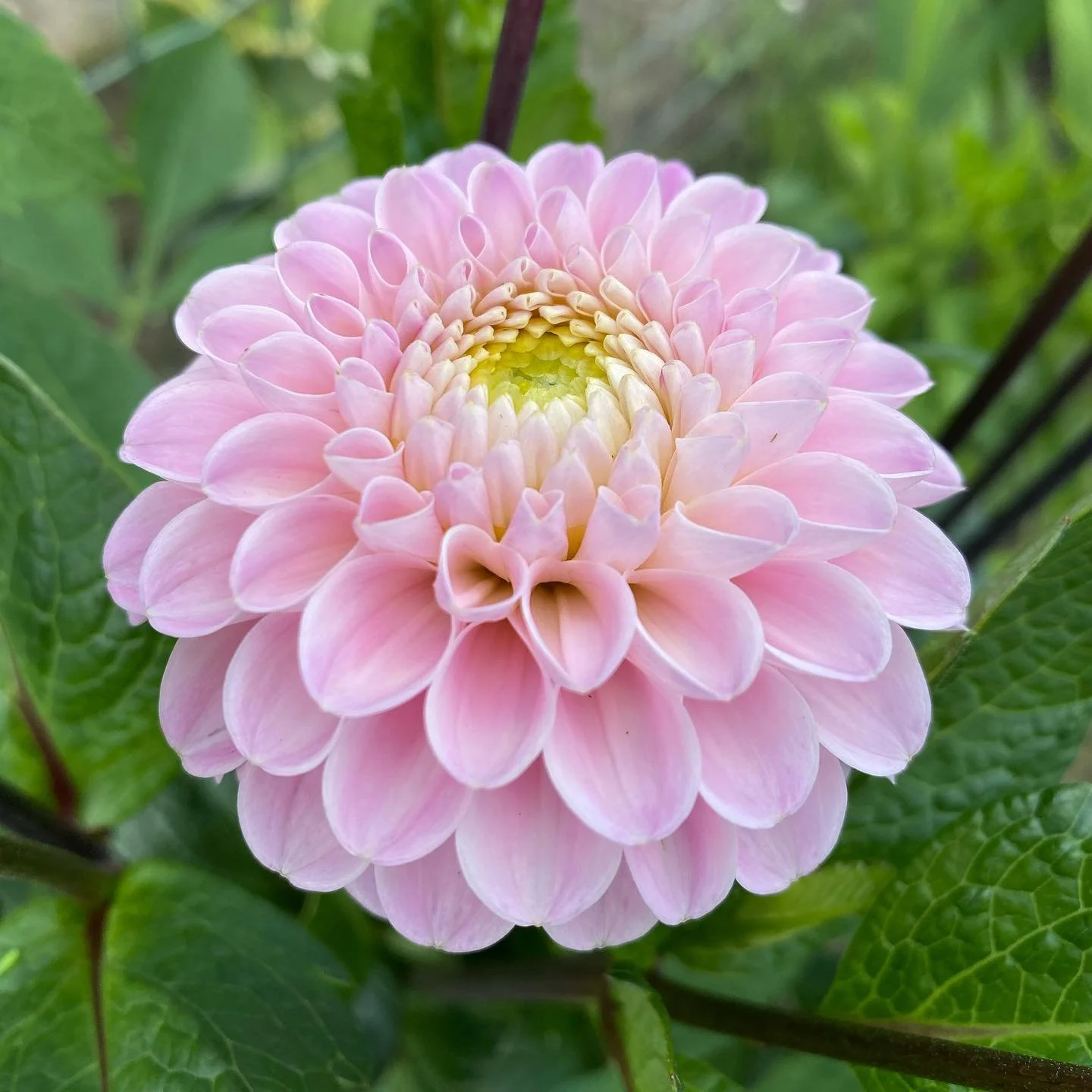 Dahlia Tubers Canada Retail + Bulk re.Planted Flower Farm Deep
