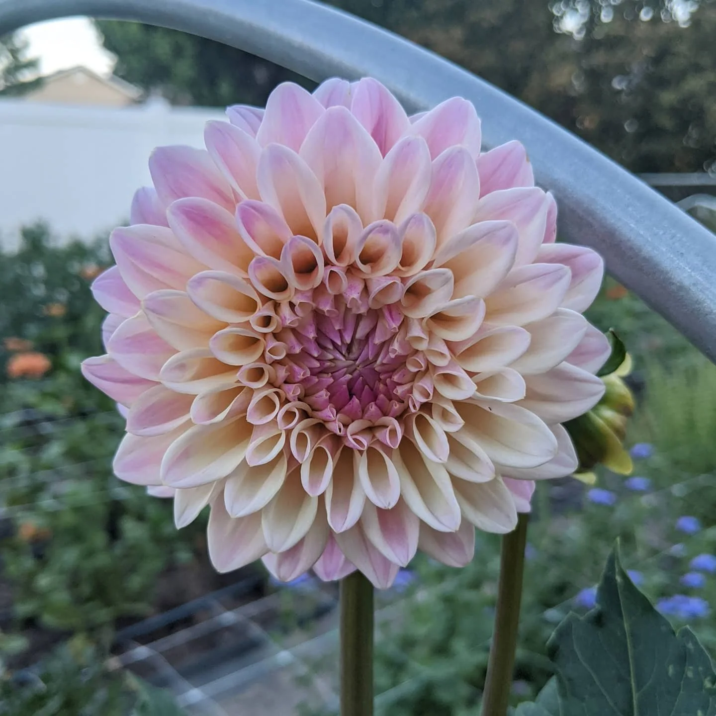 Dahlia Tubers Canada Retail + Bulk re.Planted Flower Farm Deep