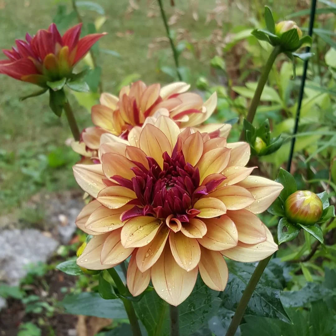 Dahlia Tubers Canada Retail + Bulk re.Planted Flower Farm Deep