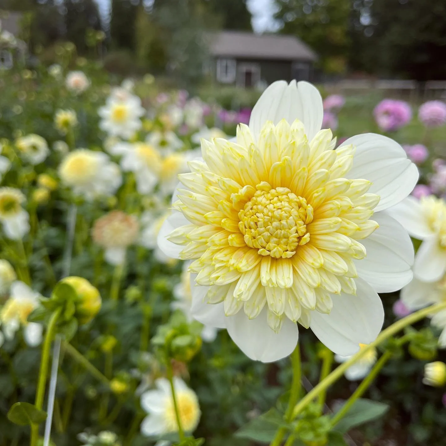 Platinum Blonde Dahlia Tuber Canada Grown in Ontario, Canada — re