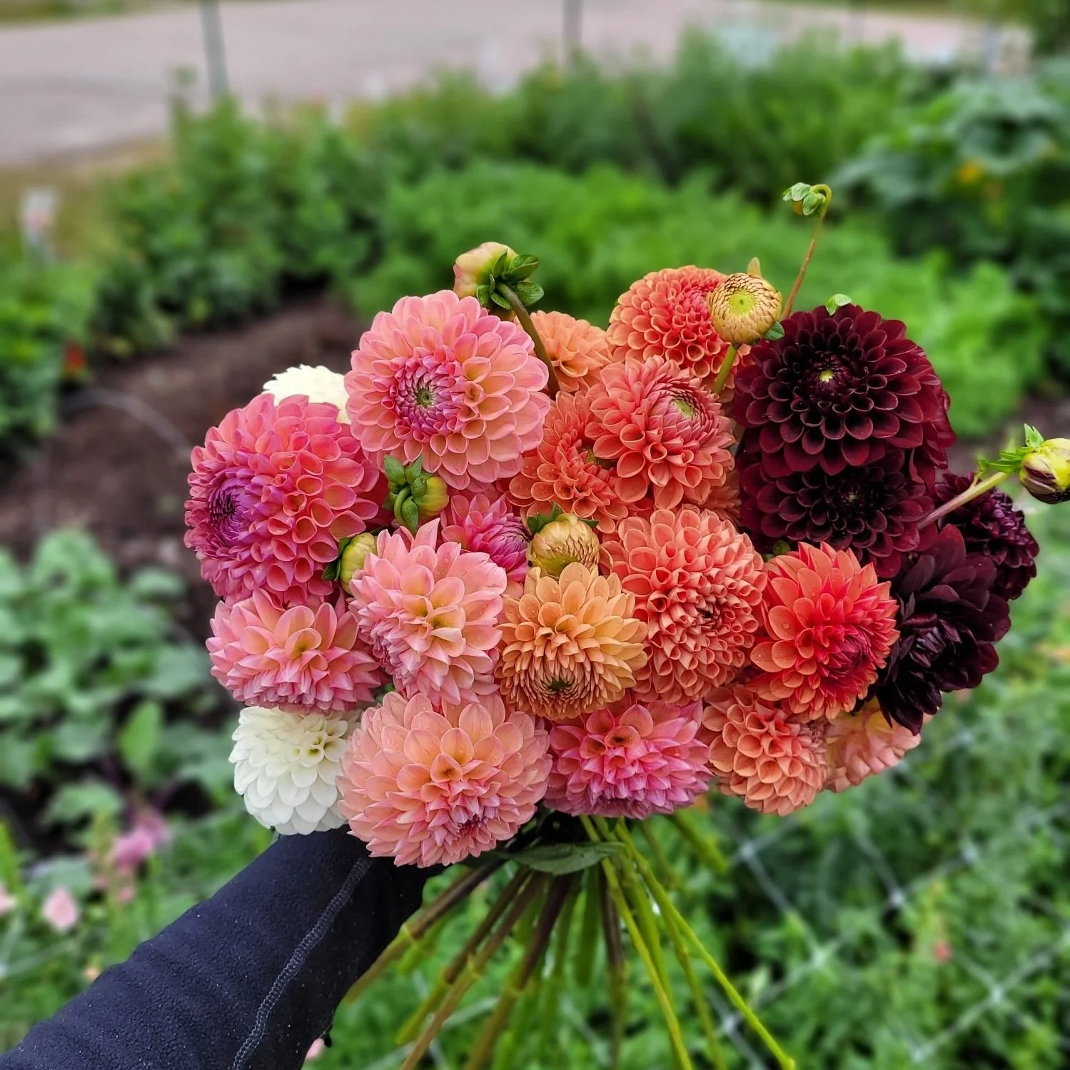 Dahlia Tubers Canada Retail + Bulk re.Planted Flower Farm Deep