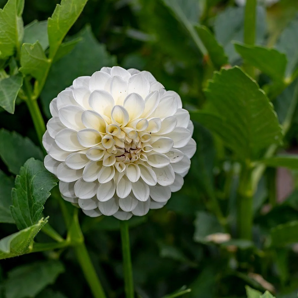 Dahlia Tubers Canada Retail + Bulk re.Planted Flower Farm Deep