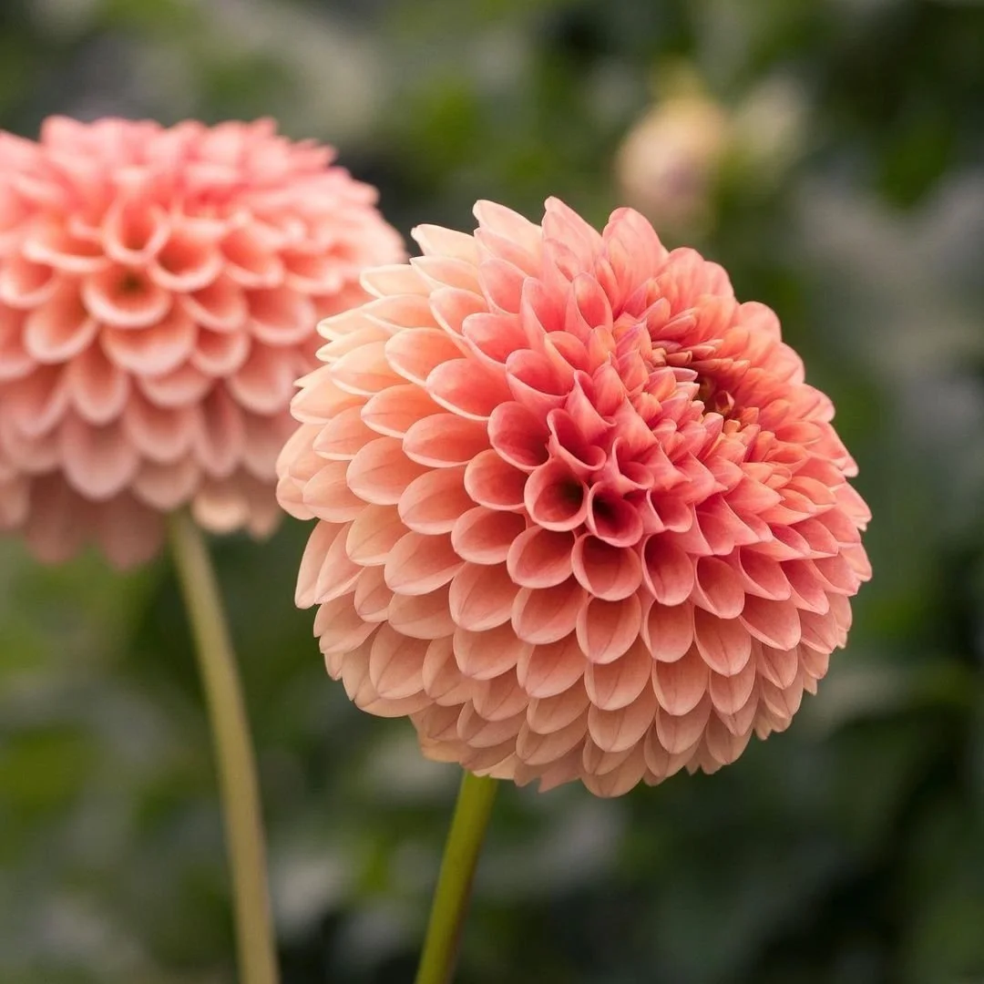 Dahlia Tubers Canada Retail + Bulk re.Planted Flower Farm Deep