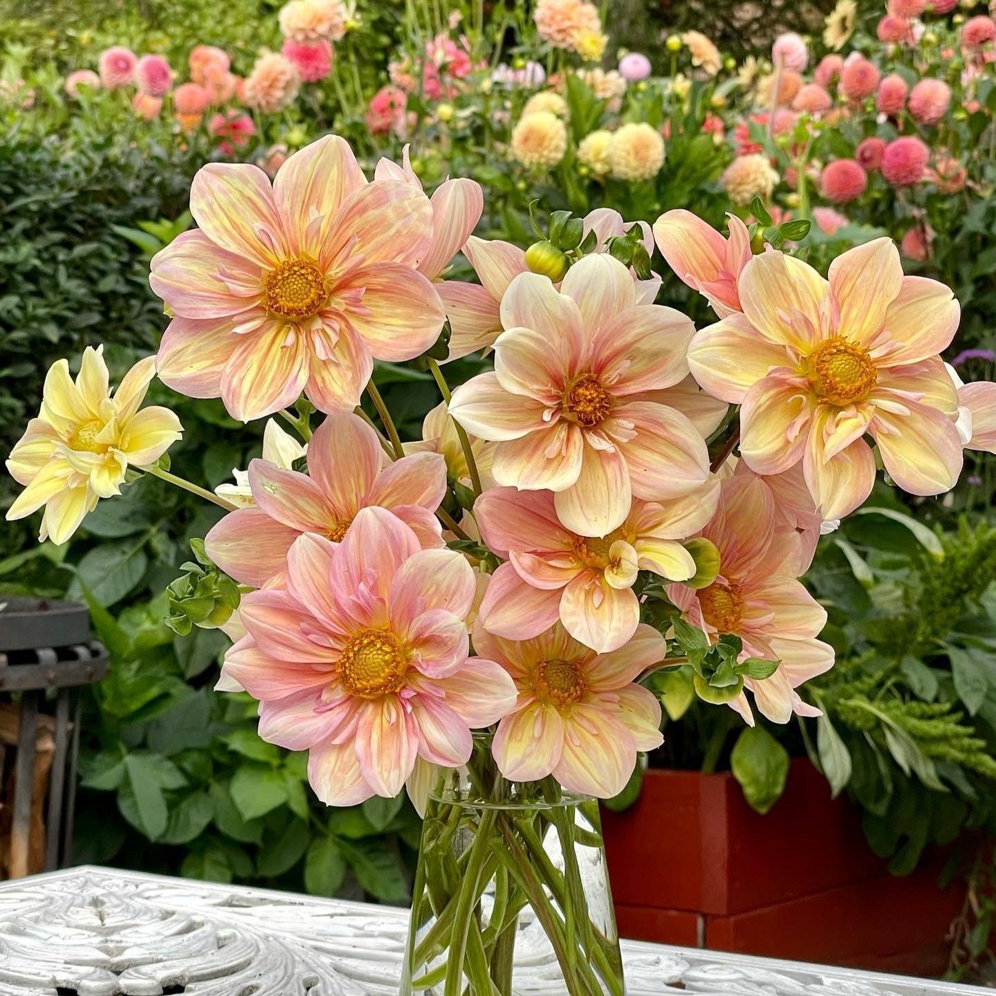 Dahlia Tubers Canada Retail + Bulk re.Planted Flower Farm Deep