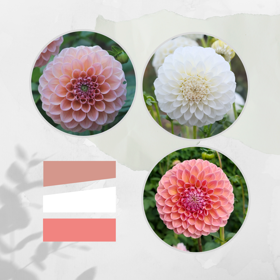 Dahlia Tubers Canada Retail + Bulk re.Planted Flower Farm Deep