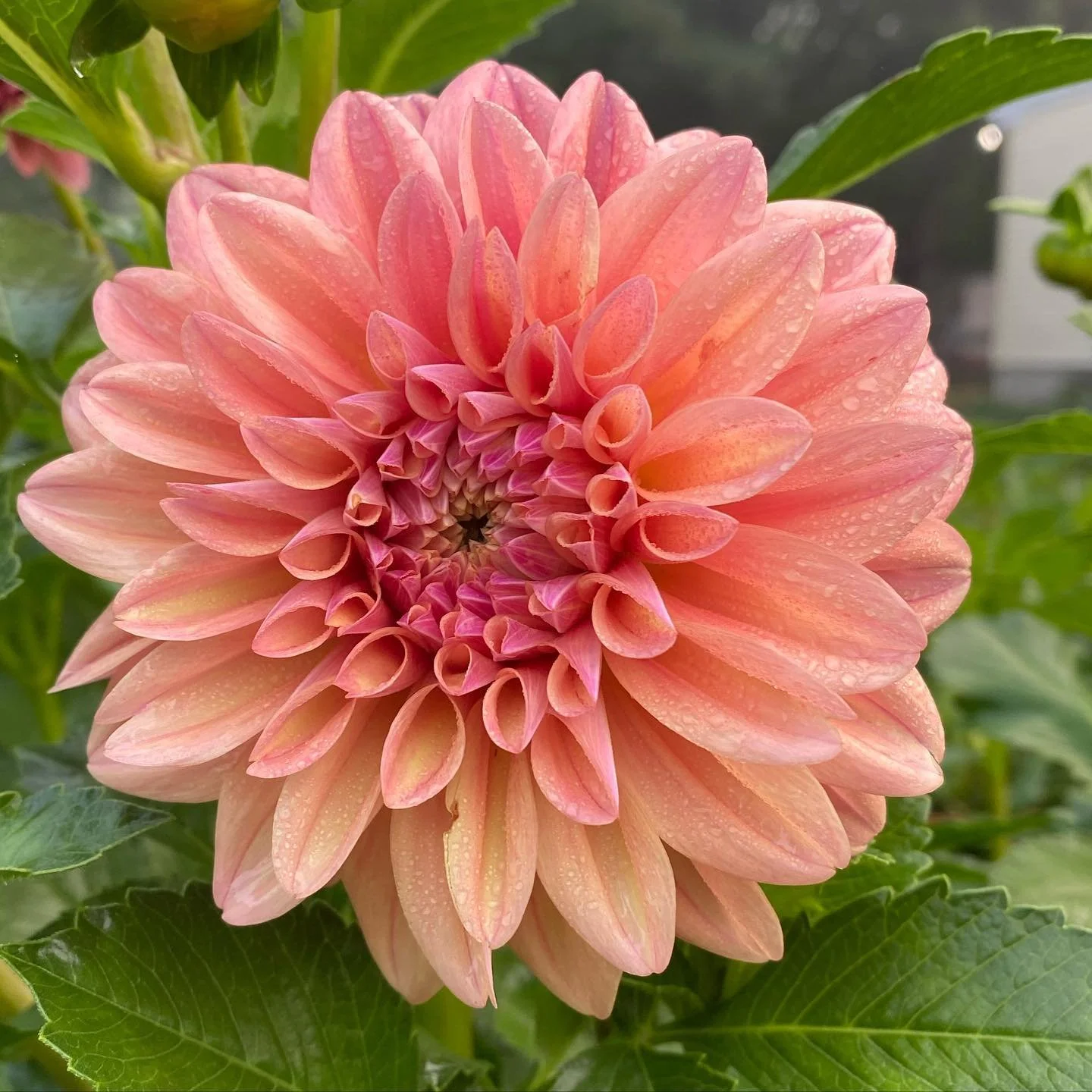 Dahlia Tubers Canada Retail + Bulk re.Planted Flower Farm Deep