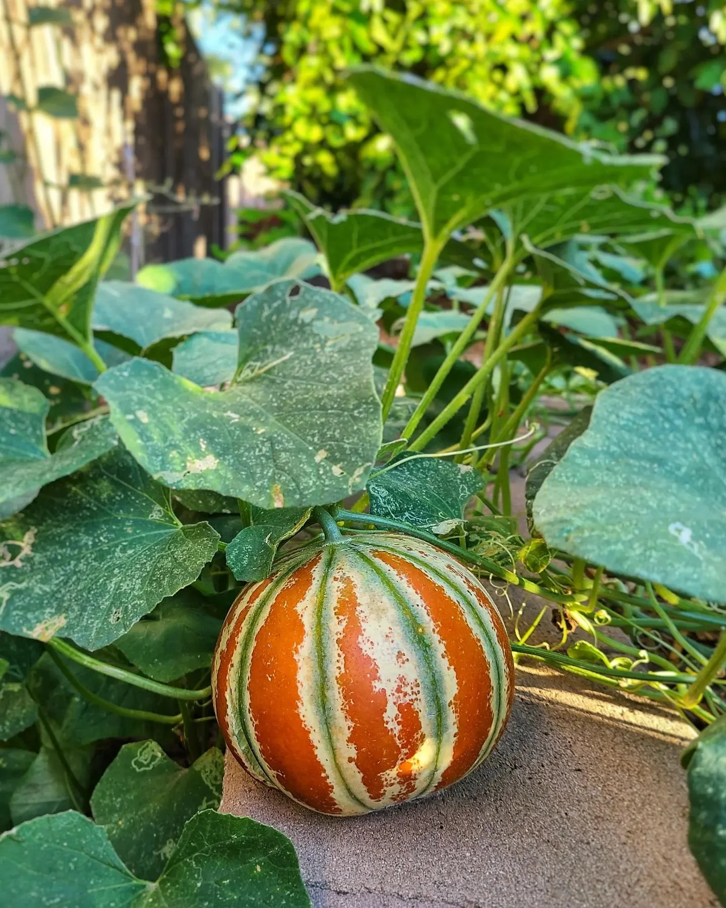 Kajari Melon Seedling — re.Planted Farm & Flowers