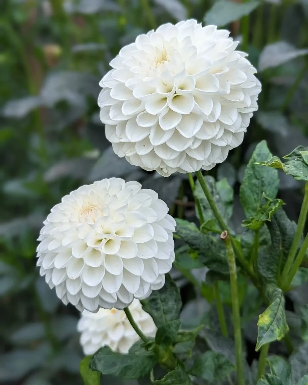 Ferncliff Pearl Dahlia Tuber Dahlia Tubers grown in Canada — re