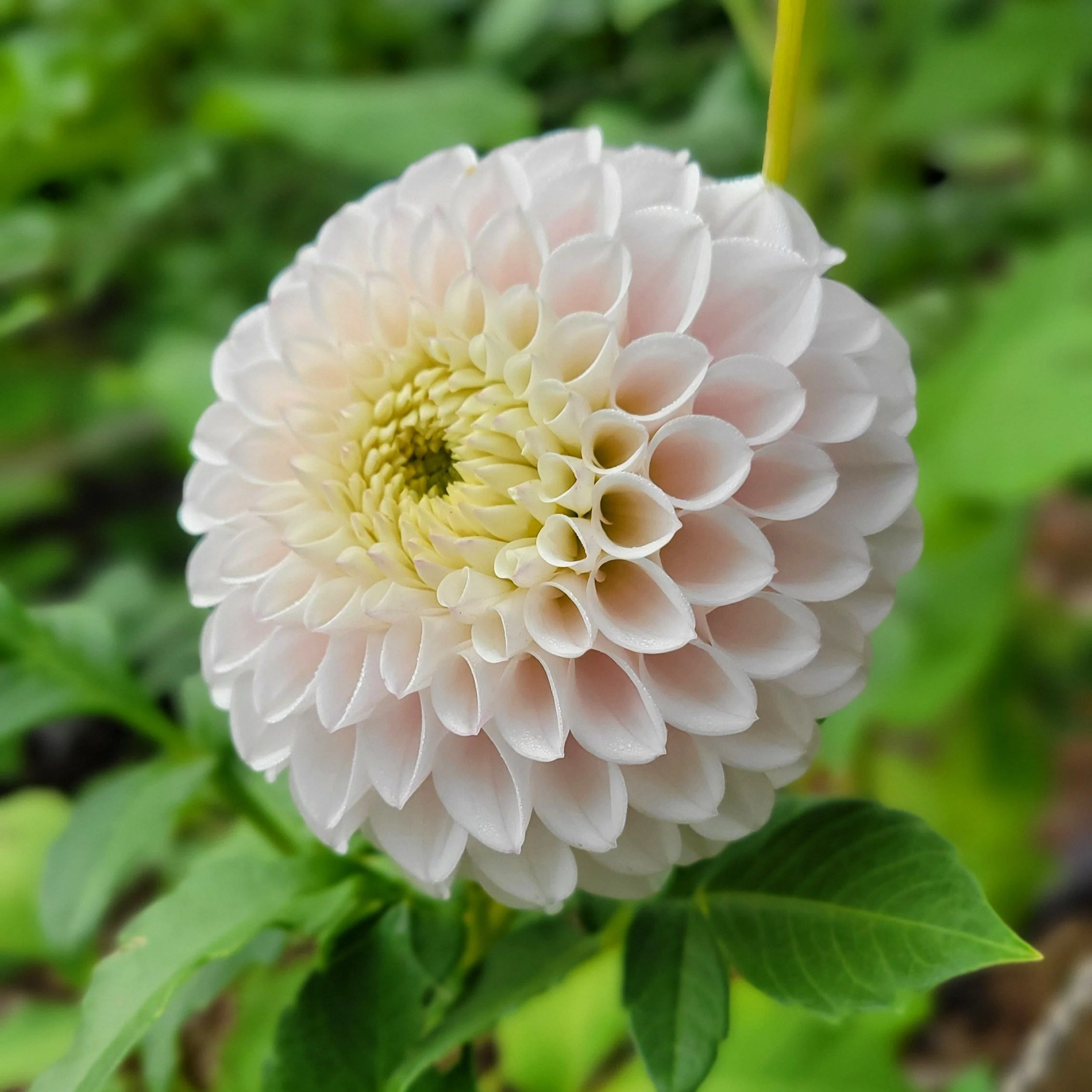 Dahlia Tubers Canada Retail + Bulk re.Planted Flower Farm Deep